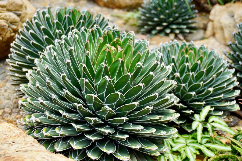 Agave Plant - Compact Indoor/Outdoor Agave Victoria Reginae Porcupine - Low Maintenance Succulent, Drought Tolerant, Blue Foliage