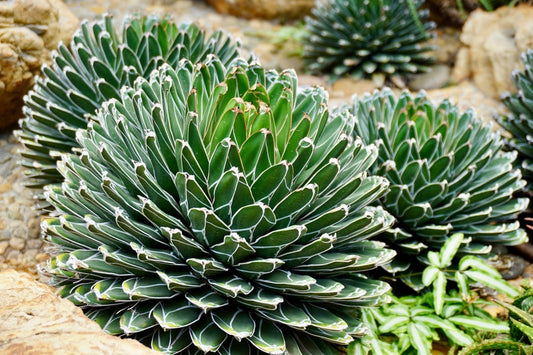 Agave Plant - Compact Indoor/Outdoor Agave Victoria Reginae Porcupine - Low Maintenance Succulent, Drought Tolerant, Blue Foliage