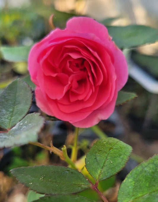 Zephirine Drouhin Starter Plant - Pink, Nearly Thornless Rose (Rosa) - 3-6" Long Stem - Fragrant, Re-bloomer for Zones 6-10
