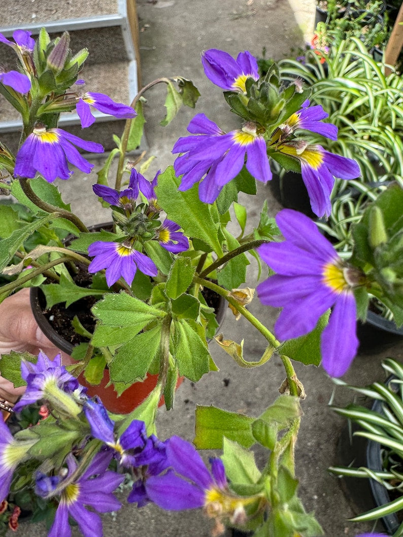 Scaevola Plant - 4” Pot - Blue Brilliance, Fairy White, Fairy Pink - Heat-Tolerant, Trailing Blooms (Scaevola aemula)