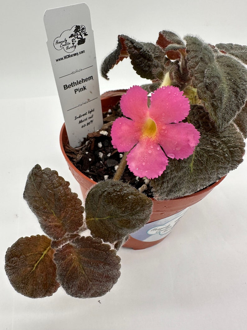 Episcia Plant 4" Bethlehem Pink - Live Flowering Houseplant - Episcia spp. Perfect for Indoor Gardens and Plant Enthusiasts