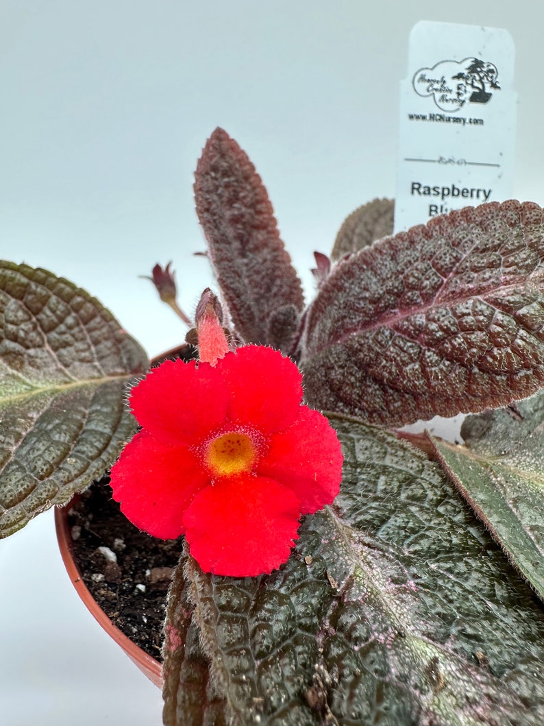 Episcia Plant 4" - Raspberry Blush - Live Houseplant - Blooming Episcia - Ideal for Indoor Gardening
