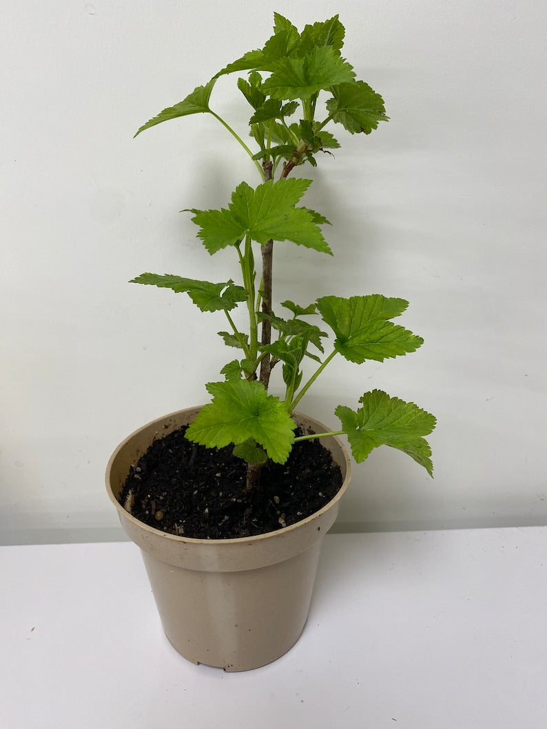 Blackcurrant Live Rooted Starter Plant 12-14" Ribes nigrum, Cold Hardy Berry Shrub for Containers or In-Ground Gardening