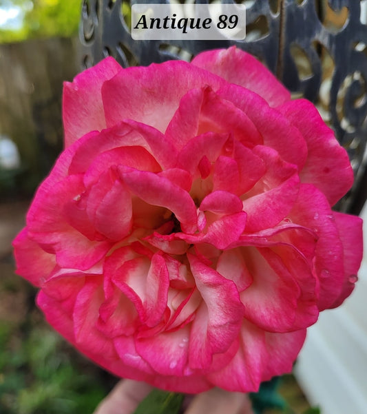 Antique 89 Climbing Rose Starter Plant - 3-6" Red Blooms, Fragrant, Re-bloomer, Rosa 'Antique 89' - Ideal for Zones 5-10