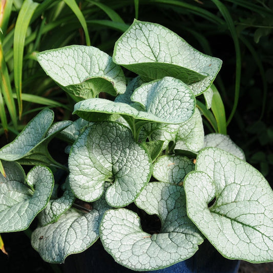Brunnera 'Sea Heart' Live Starter Plant, Shade Perennial with Silver Leaves, 3-6" Tall, Brunnera macrophylla