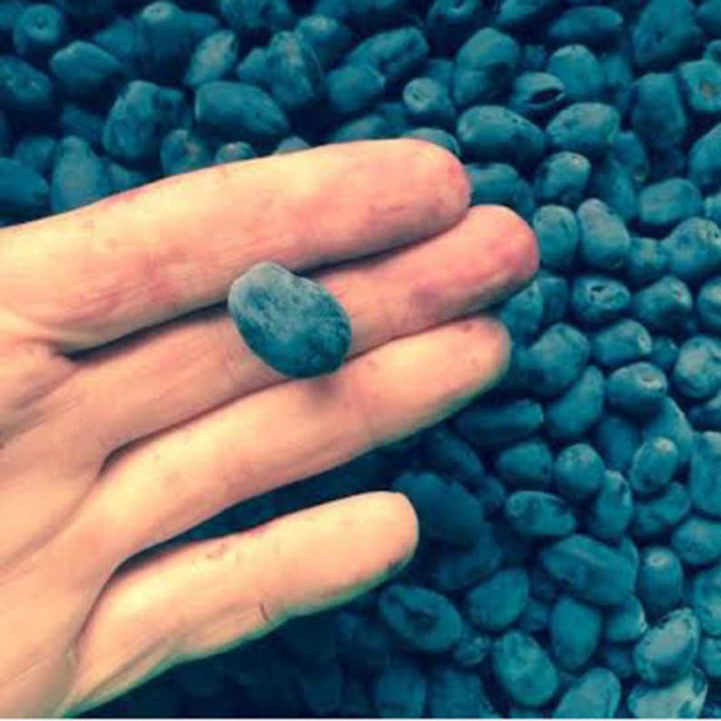 Indigo Gem Honeyberry Plant Edible Shrub - Lonicera caerulea - Starter Plant for Zones 2-8, Chemical-Free, Sweet Berries