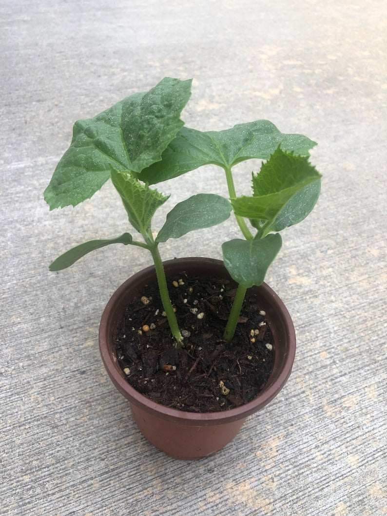 Cucumber Plants - 4" Pot - Organic Marketmore, Summer, Garden Sweet Burpless - Non-GMO, Well-Rooted Seedlings