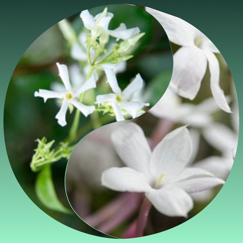 Peace & Tranquility Plant Combo 4pk - 2” Polyanthum Jasmine & Star Jasmine - Live Plants for Home Décor - Eco-Friendly