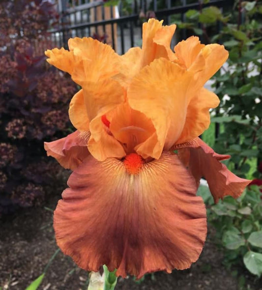 Bearded Iris Bulb - 'Lovely Senorita' Rhizome - Award-Winning Orange Blooms - Iris germanica - Preorder Fall 2025 at Blue Buddha Farm