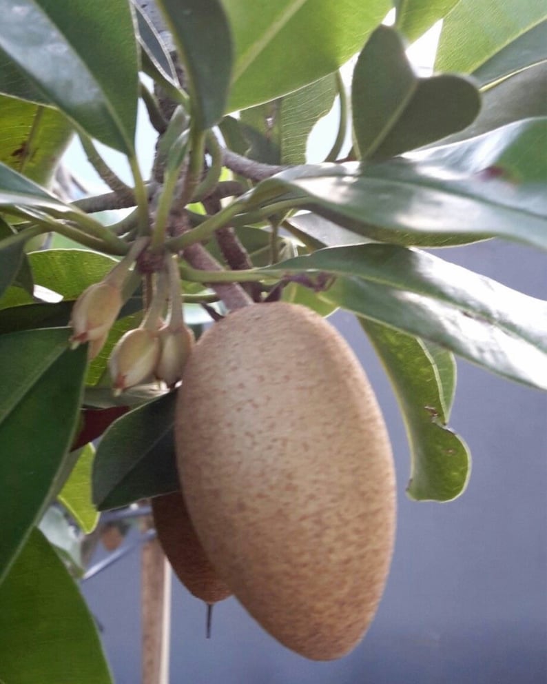 Sapodilla Tree 3ft Air Layered Manilkara zapota 'Alano' - Tropical Fruit Plant for Garden, No Shipping to California