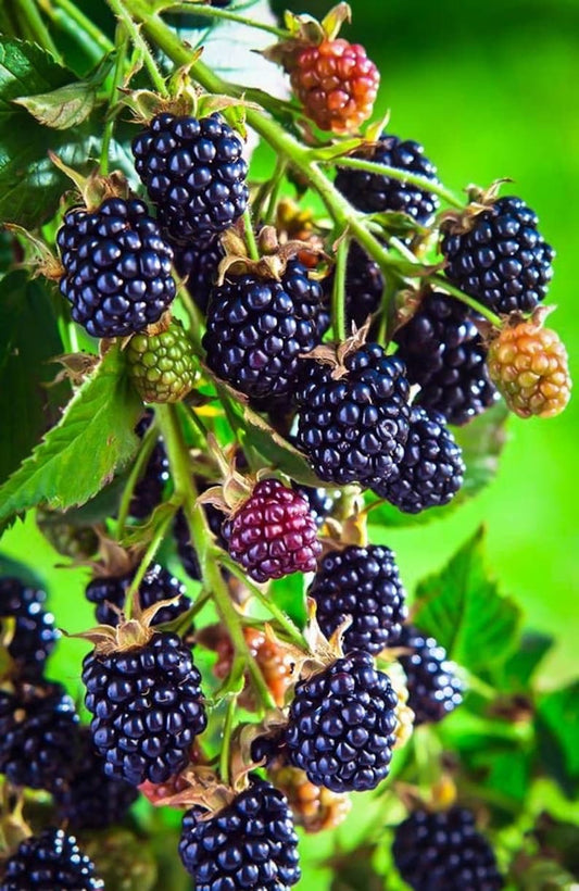 Blackberry Plant in Gallon Pot, Arapaho Thornless Variety, Rubus fruticosus