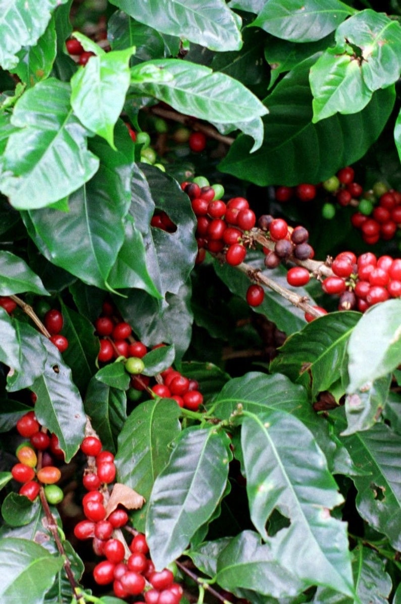 Coffee Tree 2ft Arabica Plant - Coffea arabica - Indoor/Outdoor Coffee Plant for Home Garden