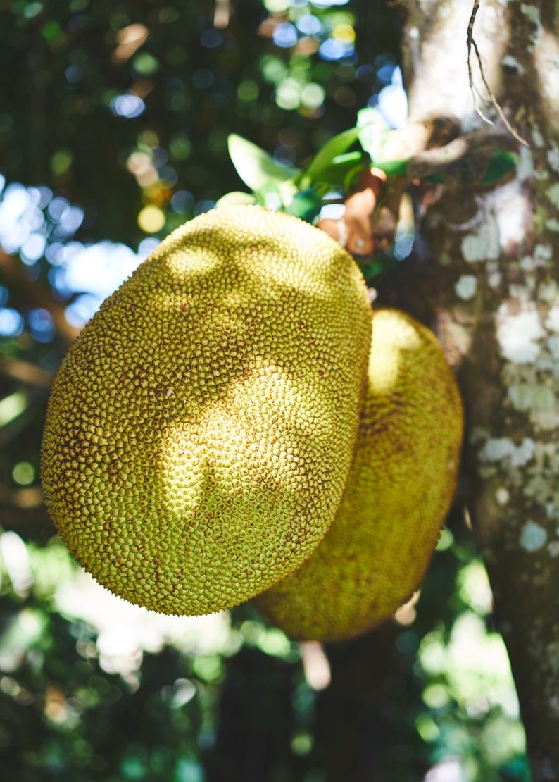 Grafted Jackfruit Tree 2ft 'Golden Nugget' Artocarpus heterophyllus - No Shipping to CA