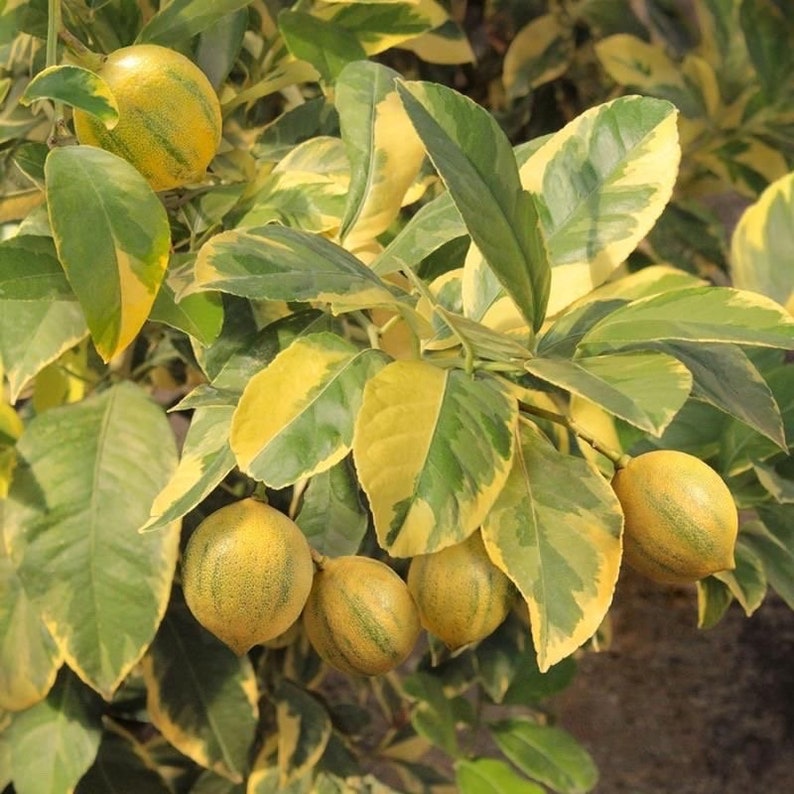 Dwarf Variegated Pink Eureka Lemon Tree in Pot - Rare Grafted Citrus Plant (Citrus limon)