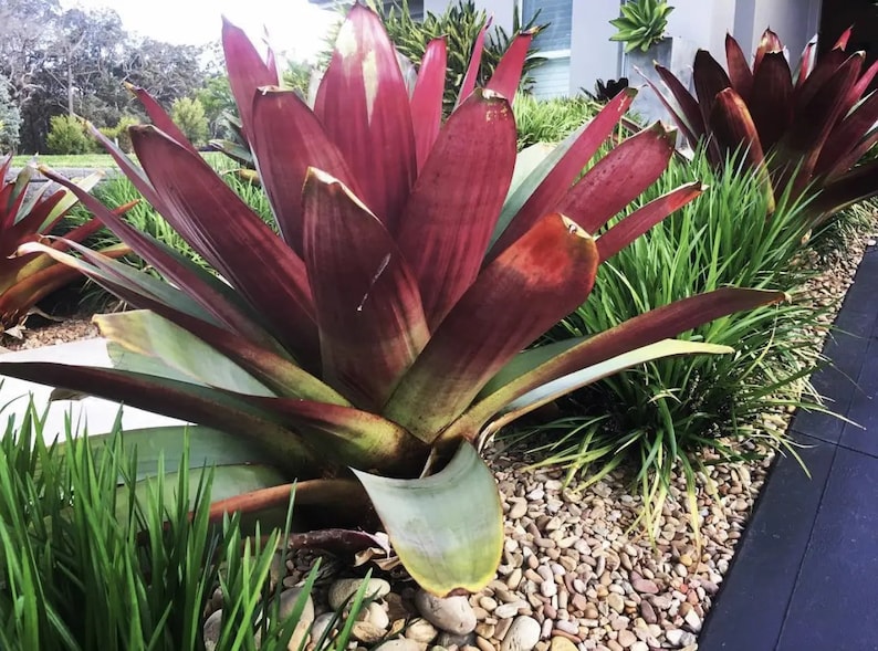 Bromeliad Plant - Alcantarea Imperialis - Exotic Green Foliage with Red Center - Easy Care Houseplant
