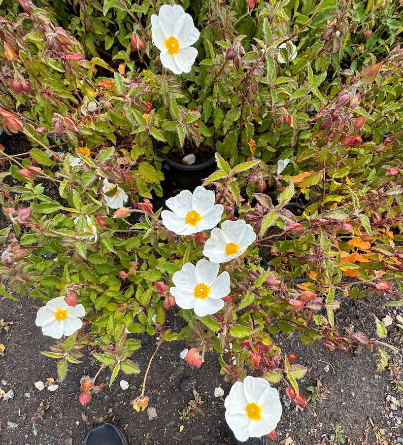 Sageleaf Rock Rose Plant - 1 Gallon Pot - Cistus salviifolius Prostratus - Drought-Tolerant Evergreen Ground Cover