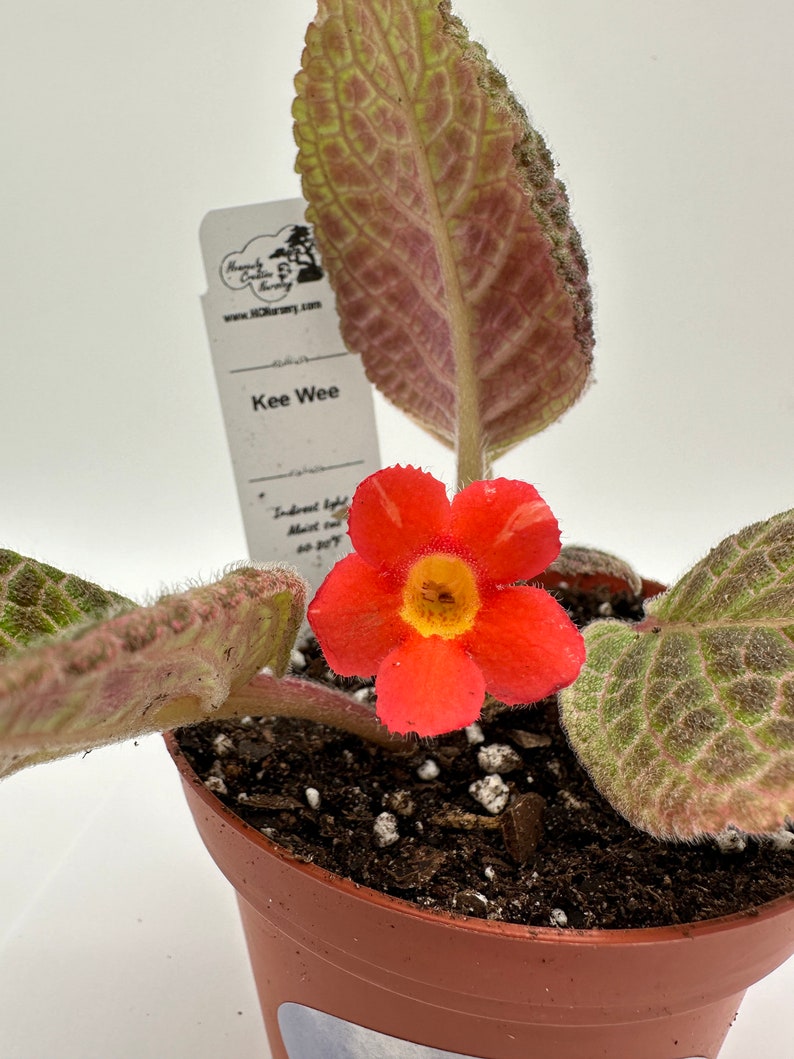 Episcia Live Plant 4" - Kee Wee Variety - Colorful Blooms - Indoor Houseplant - Easy Care - Episcia cupreata