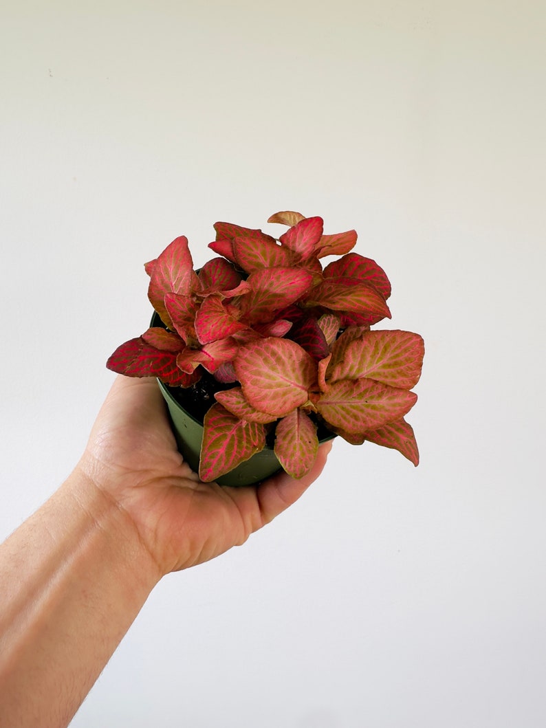 Fittonia Strawberry Blossom Plant - 4” Nerve Plant - Pink & Red Variegation - Easy Care Houseplant - Fittonia albivenis