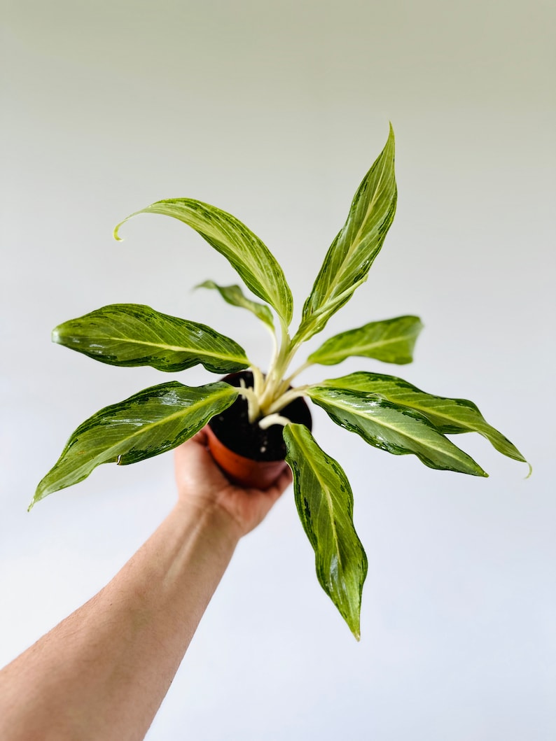 Aglaonema Frost Live Plant 4" Pot - Narrow Leaf Chinese Evergreen - Silver and Green Variegation - Aglaonema commutatum