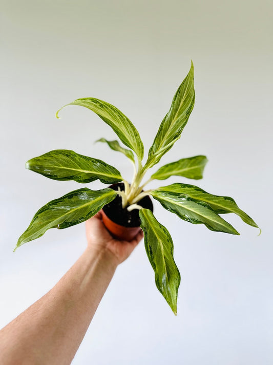 Aglaonema Frost Live Plant 4" Pot - Narrow Leaf Chinese Evergreen - Silver and Green Variegation - Aglaonema commutatum