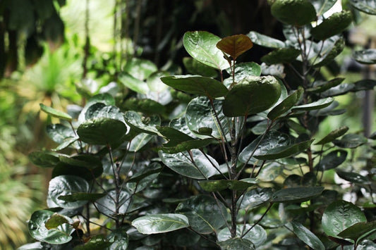 Aralia Fabian Plant - Tropical Indoor Foliage - Polyscias Scutellaria - Dark Green Leaves - Easy Care Houseplant