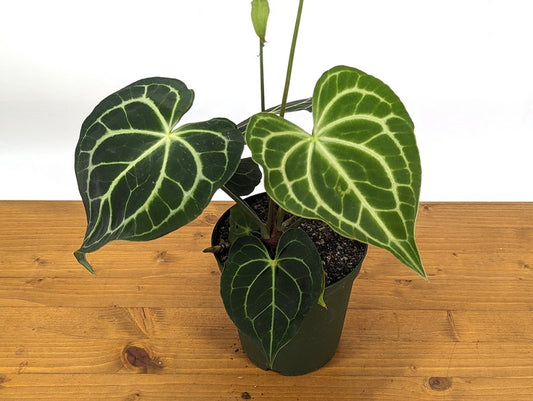 XL Anthurium Clarinervium 6" Pot Velvet Cardboard Plant - Tropical Houseplant - Anthurium clarinervium