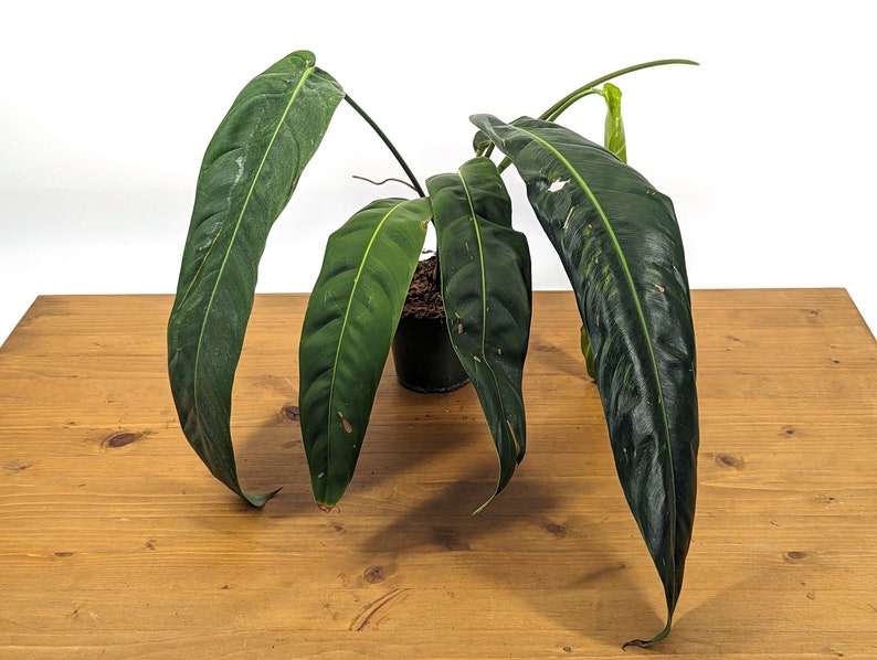 Philodendron Patriciae Plant - 8-14" Leaves - Exotic Tropical Houseplant - Philodendron patriciae