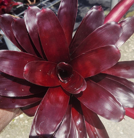 Bromeliad Live Plant - Neoregelia Elwood - Outdoor Grown - Tropical Houseplant - Unique Decorative Foliage - Easy Care