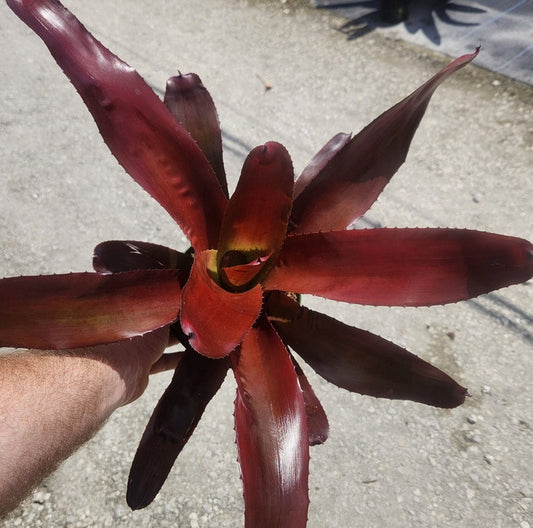 Bromeliad Neoregelia Avalon Live Plant - Tropical Indoor Outdoor Houseplant - Colorful Foliage - Low Maintenance Plant