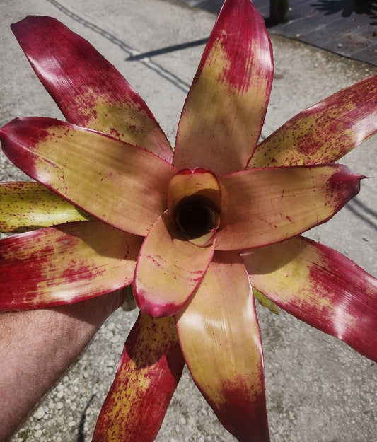 Bromeliad Plant - Neoregelia Tossed Salad - Live Tropical Plant - Outdoor Grown, Minor Blemishes, Pest Inspected
