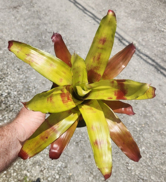 Bromeliad Live Plant - Neoregelia Hawaii - Tropical Indoor Plant - Unique Colorful Foliage - Perfect for Home Decor