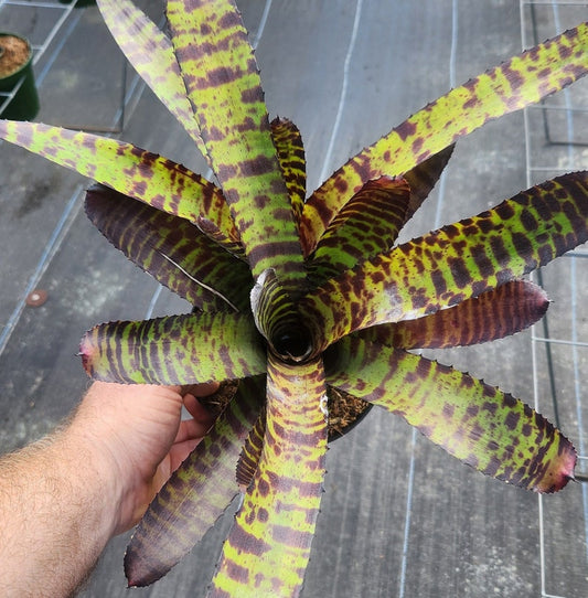 Bromeliad Live Plant - Neoregelia Hanibal Lecter - Outdoor Grown with Minor Blemishes - Tropical Houseplant