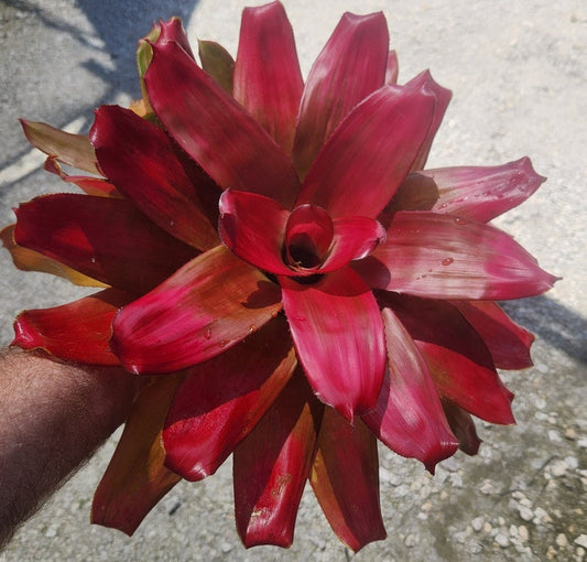 Bromeliad Live Plant - Neoregelia Green Apples - Tropical Indoor Plant - Pest Inspected - Grown Outdoors