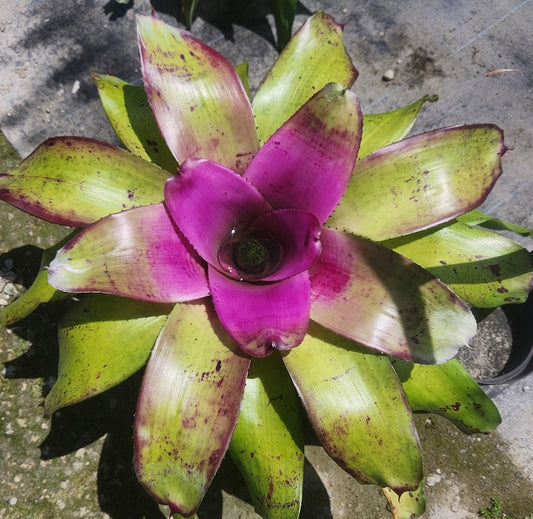 Bromeliad Plant - Live Neoregelia Concentrica - Outdoor Grown - Low Maintenance Houseplant - Ideal for Home Décor