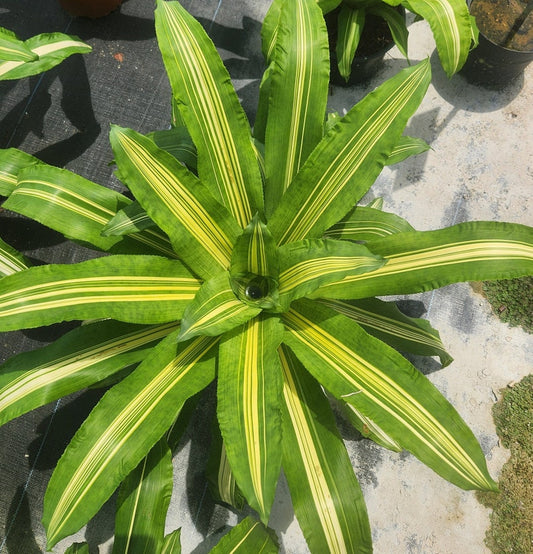 Bromeliad Plant - Live Nidularium Mystery - Tropical Indoor Houseplant - Exotic Greenery - Perfect for Home Decor