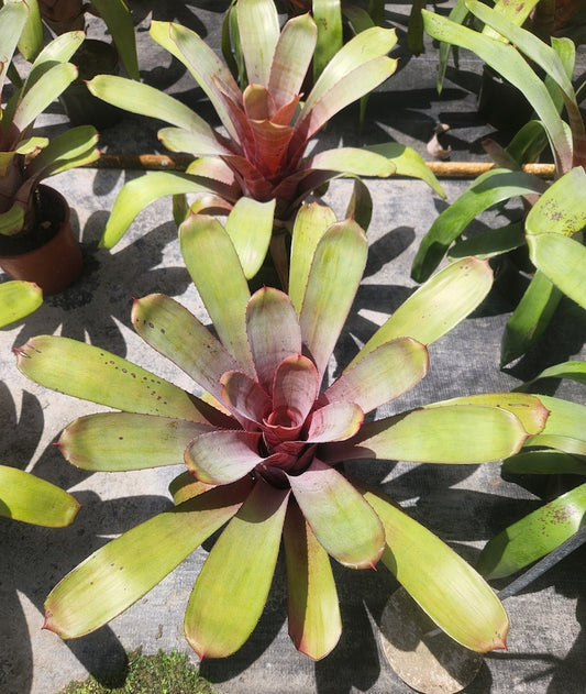Bromeliad Live Plant - Aechmea Greg - Outdoor Grown - Minor Blemishes - Florida Nursery Certified