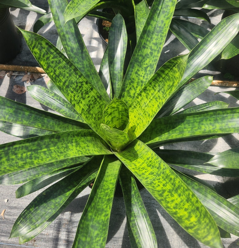 Bromeliad Plant Vriesea Kupperiana - Live Outdoor Plant - Tropical Indoor Decor - Easy Care Houseplant