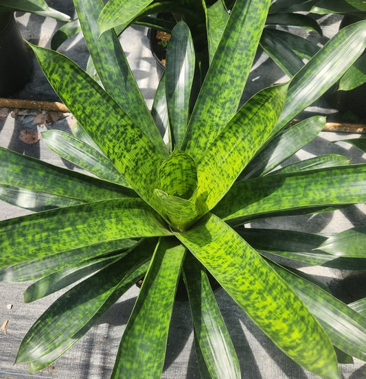 Bromeliad Plant Vriesea Kupperiana - Live Outdoor Plant - Tropical Indoor Decor - Easy Care Houseplant
