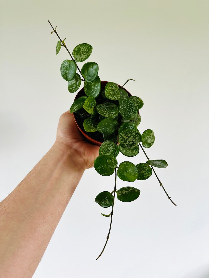 Hoya Mathilde Splash Plant - 4" Live Houseplant - Super Splashy Variegated Foliage - Rare Tropical Houseplant