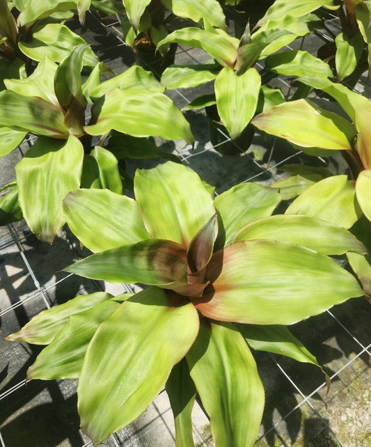 Bromeliad Live Plant - Aechmea Tayoensis - Outdoor Grown - Minor Blemishes - Perfect for Tropical Gardens