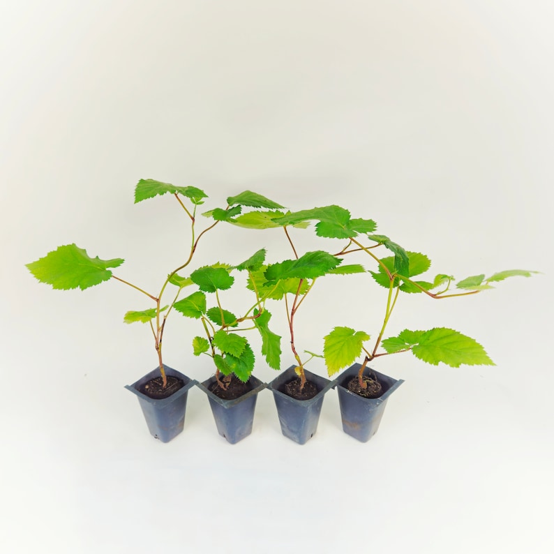 Set of 4 Thornless Blackberry Bush Starts - Chester Cultivar | Easy to Grow Berry Plants - Rubus fruticosus var. subgenus Rubus