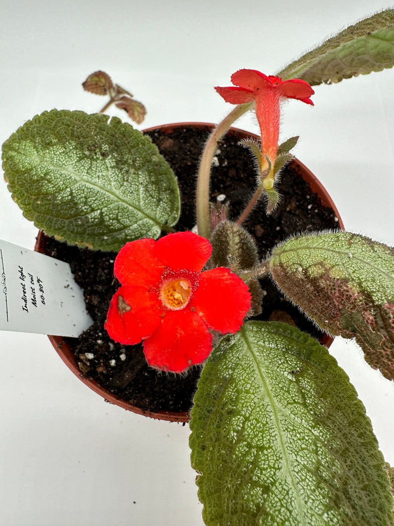 Live Episcia Plant - 4" Country Cowboy - Vibrant Blooms - Episcia spp. - Ideal for Indoor Gardens and Plant Collectors