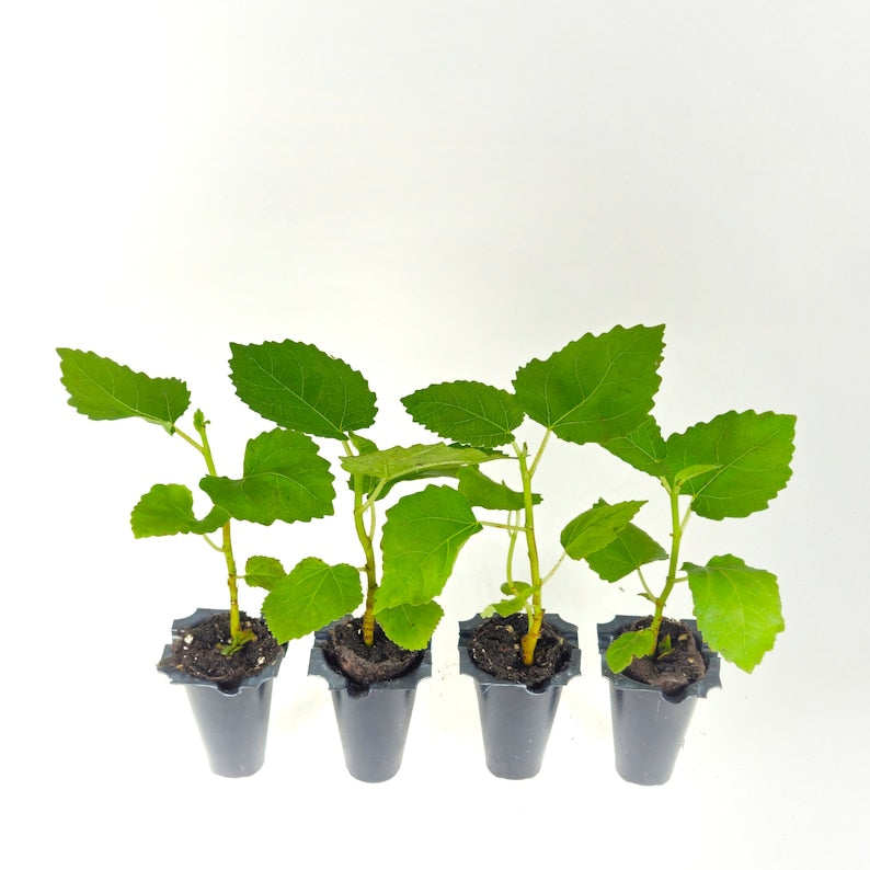 Baby Fig Tree Starters | 4 Pack | Celeste Cultivar | Sweet Flavor | Ficus carica
