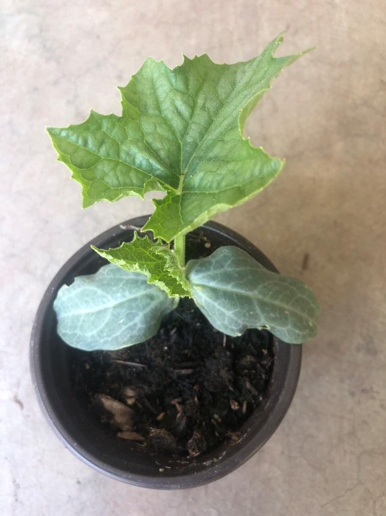 Loofah Plant Live 4" Pot Organic Vegetable, Luffa aegyptiaca, Edible & Scrubbing Sponge, Chemical-Free Gardening
