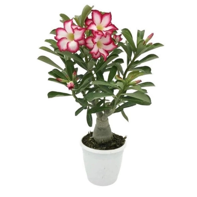 Desert Rose Starter Plant 2-6 Inches Picotee Adenium Obesum Red White Pink Flower Options