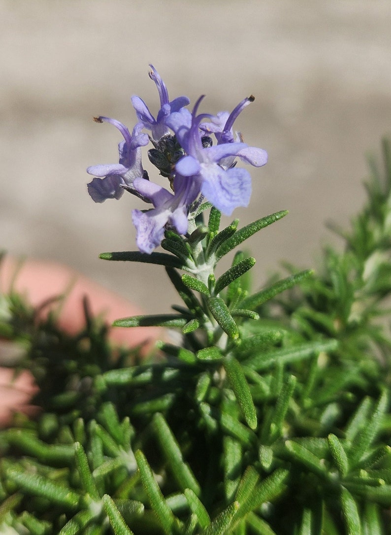 Rosemary Plant - Bonsai Start - Rosmarinus officinalis - Live Outdoor Plant - Minor Blemishes May Be Present