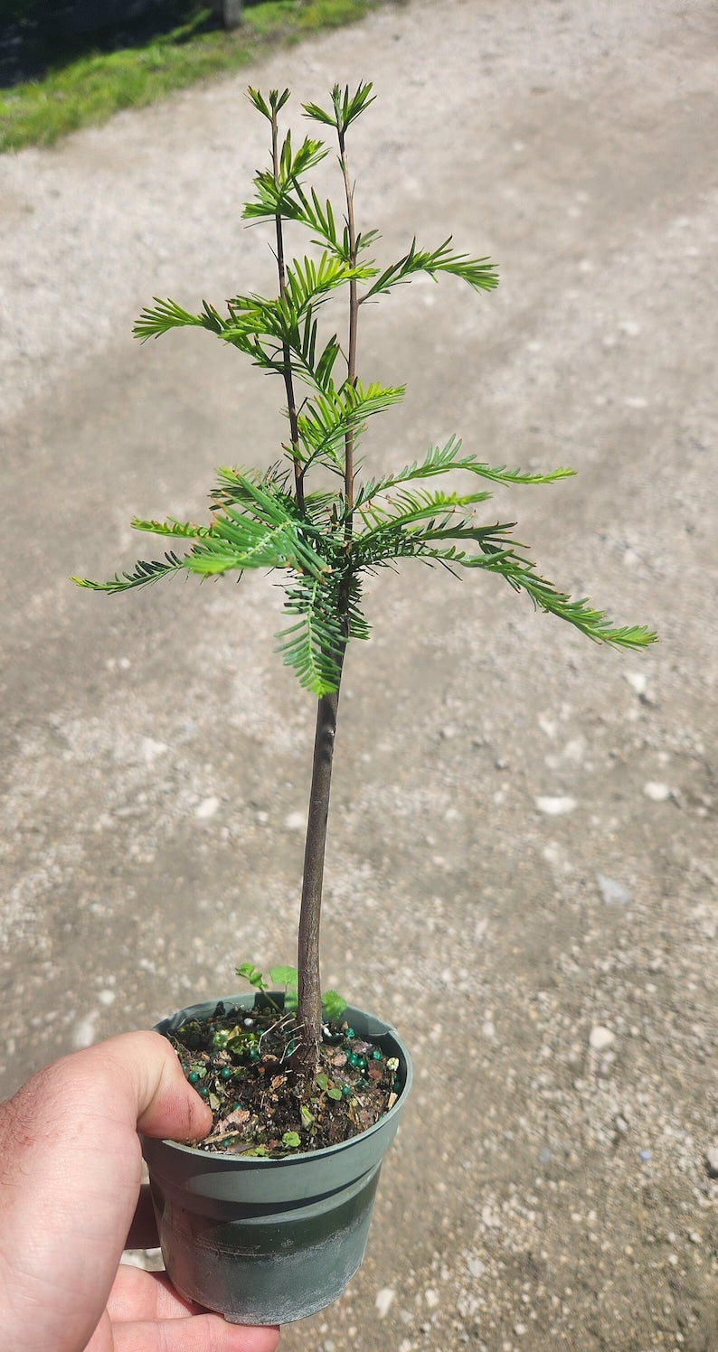 Bald Cypress Bonsai Start - Live Pre Bonsai Plant - Taxodium distichum - Outdoor Grown - Minor Blemishes Possible