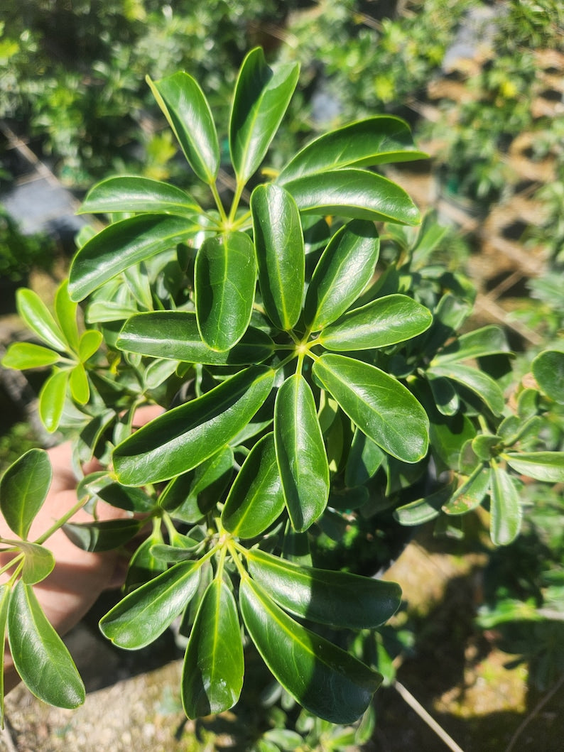 Luseane Arboricola Bonsai Start - Live Pre Bonsai Plant - Ficus Microcarpa - Outdoor Grown with Minor Blemishes