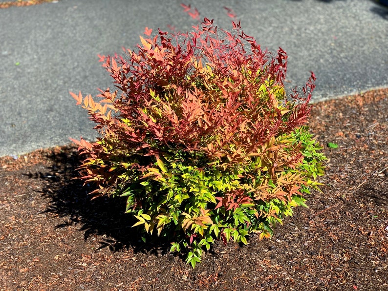 Nandina domestica 'Gulf Stream' Live Plants 2” (3 Pack) - Ornamental Shrubs for Gardens and Landscapes