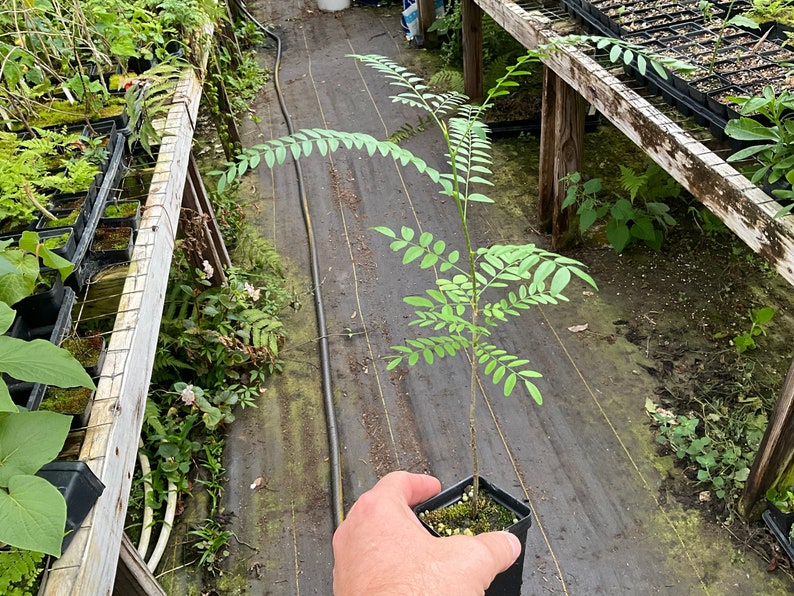 Thornless Honey Locust Plant 2.5" Pot Gleditsia tricanthos var inermis Fast-Growing Shade Tree for Permaculture Garden